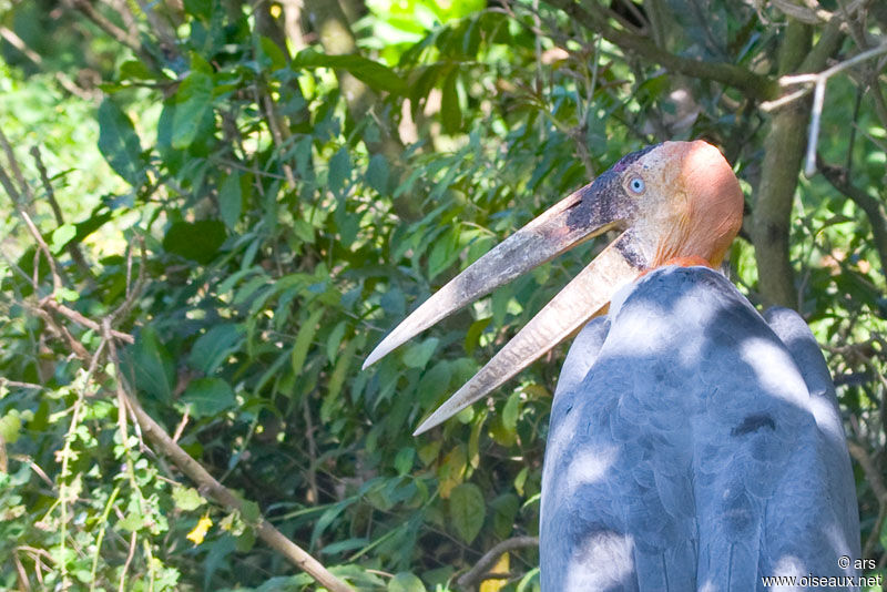 Marabout argala, identification