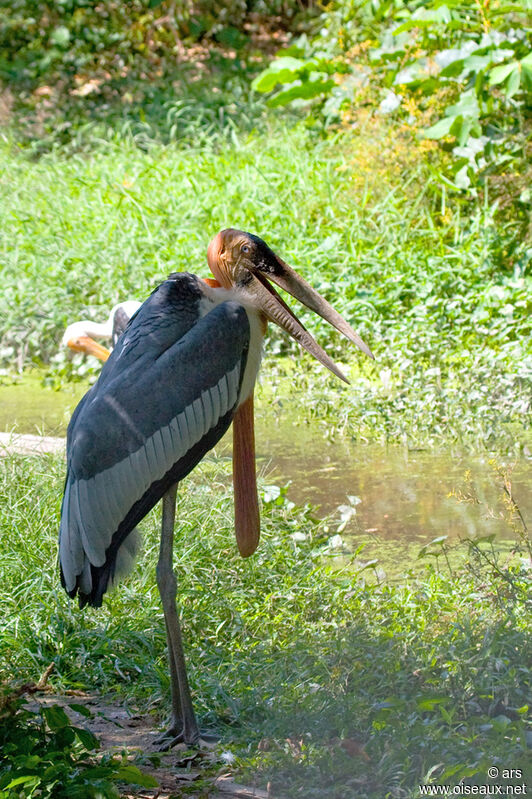 Marabout argala, identification