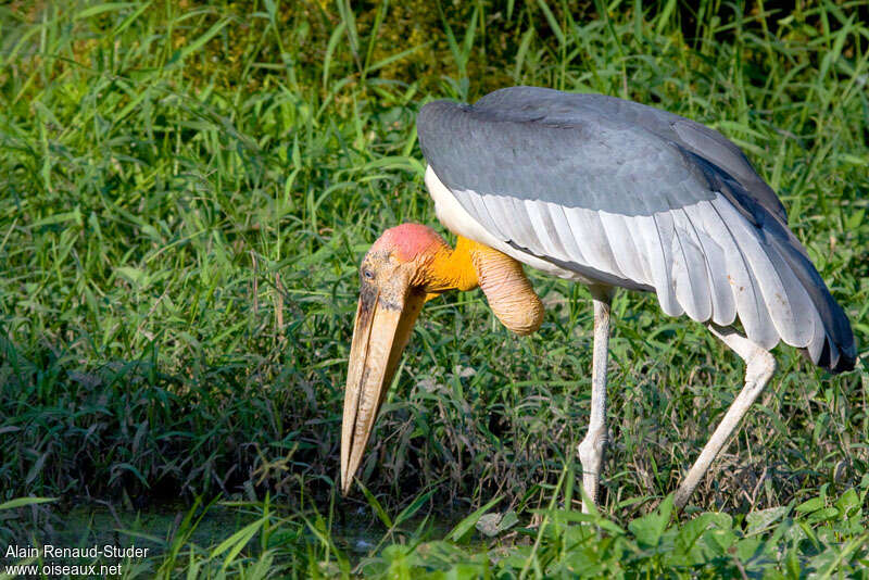 Greater Adjutant, identification