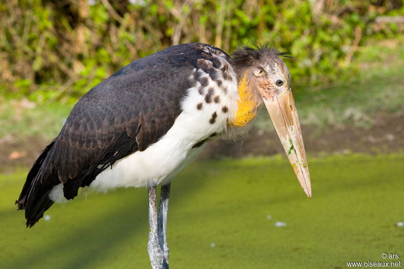 Marabout chevelu, identification