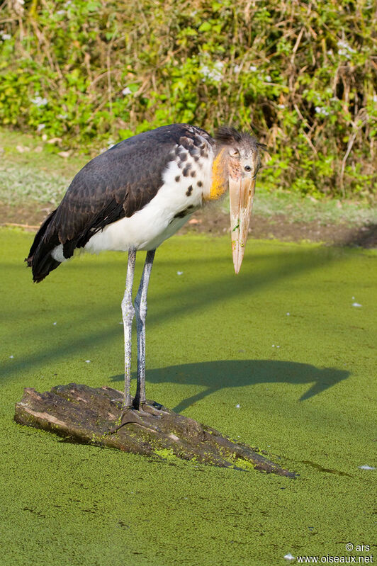 Lesser Adjutant, identification