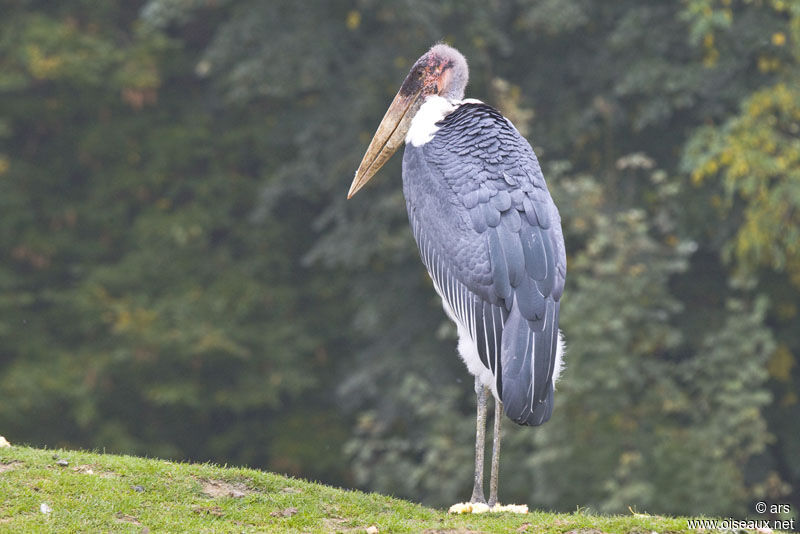 Marabou Stork, identification