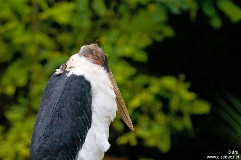 Marabou Stork, identification