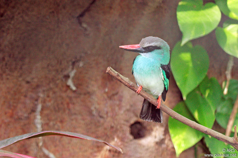 Blue-breasted Kingfisher, identification