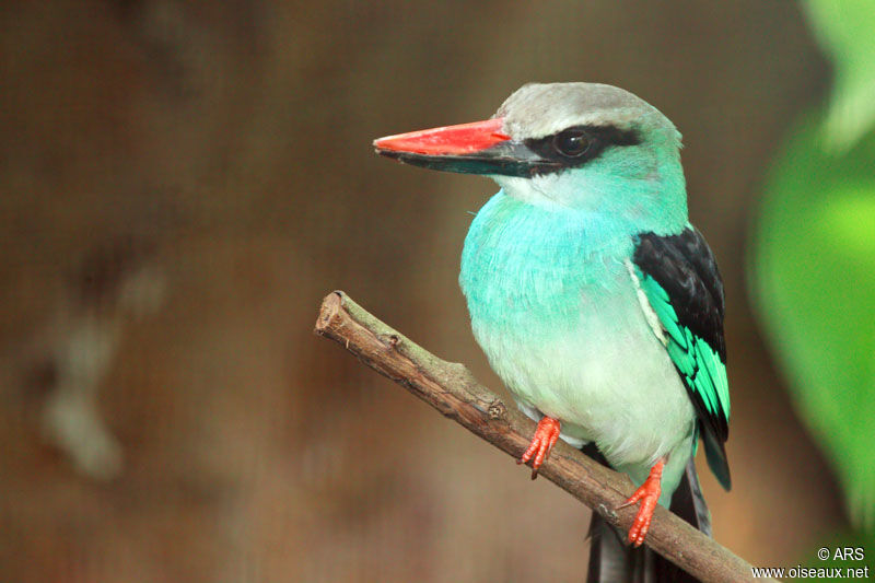 Blue-breasted Kingfisher, identification