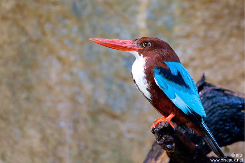 White-throated Kingfisher, identification