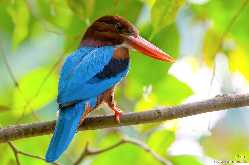 White-throated Kingfisher, identification