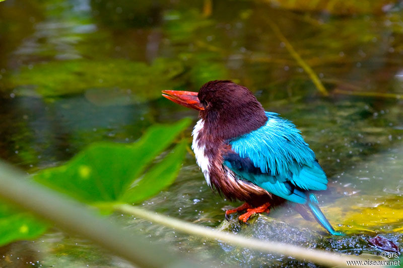 White-throated Kingfisher, identification