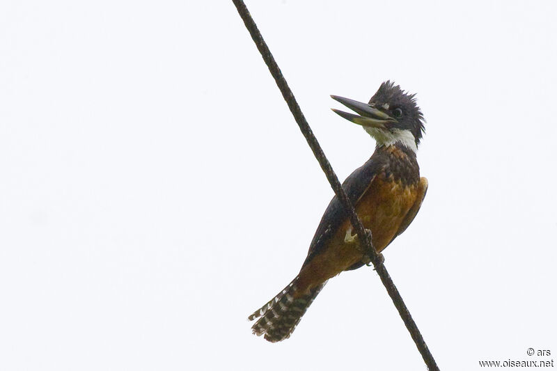 Martin-pêcheur à ventre roux, identification