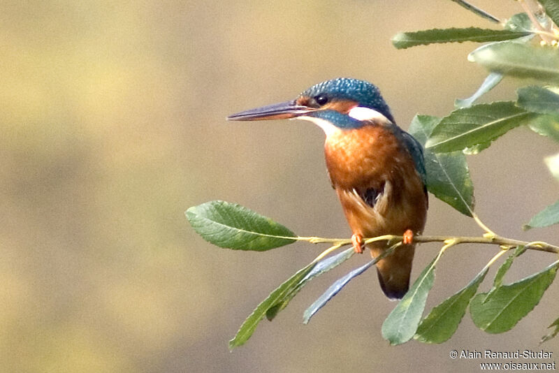 Martin-pêcheur d'Europe, identification