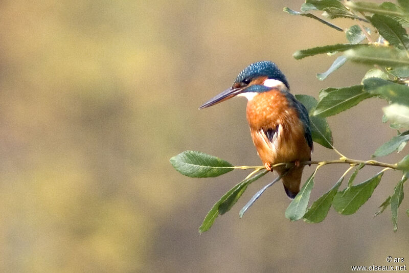 Common Kingfisher, identification