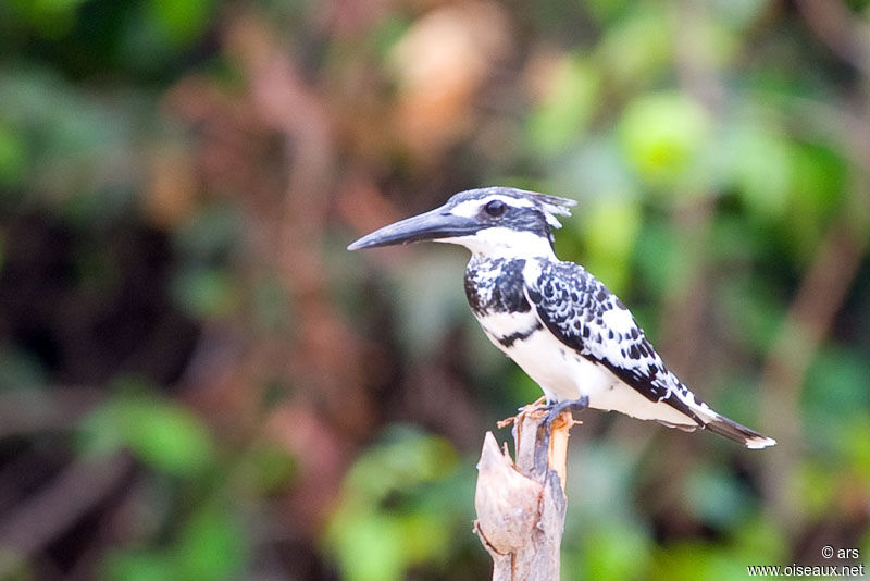 Martin-pêcheur pie, identification