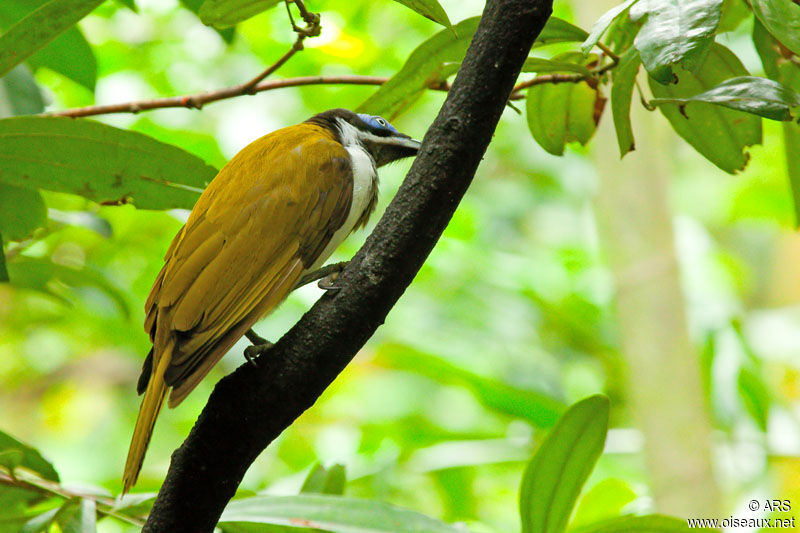 Blue-faced Honeyeater, identification