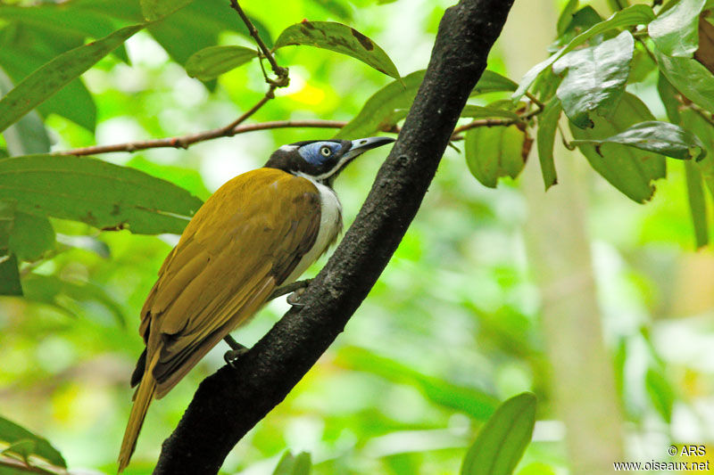 Blue-faced Honeyeater, identification