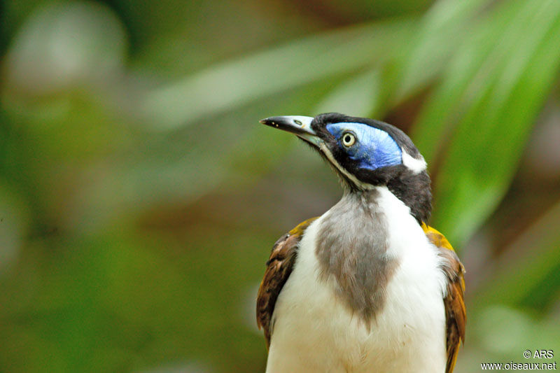 Blue-faced Honeyeater, identification