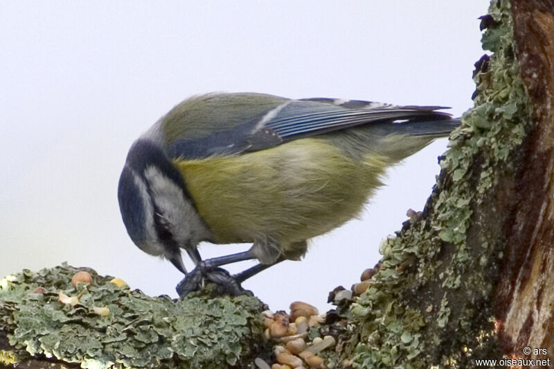 Eurasian Blue Tit, feeding habits, Behaviour