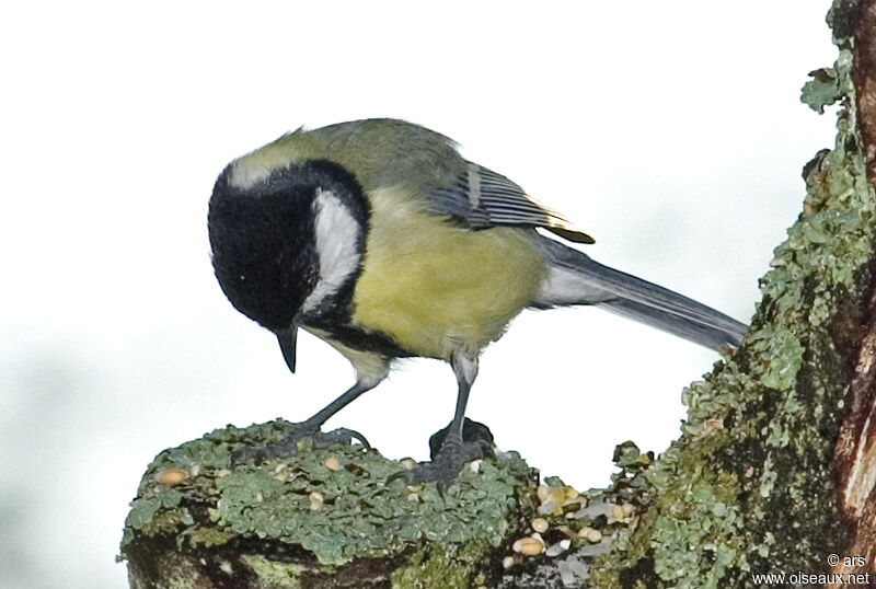 Mésange charbonnière, identification