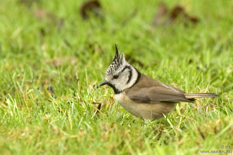 Mésange huppée, identification