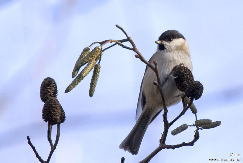 Mésange nonnette, identification