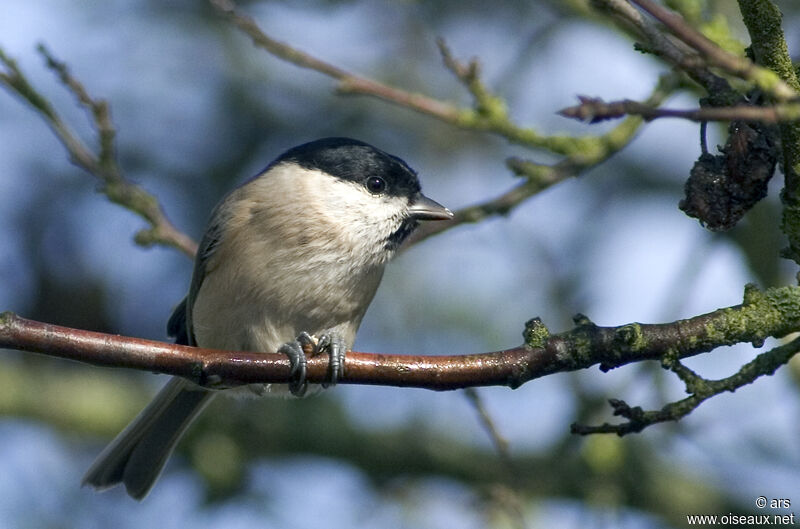 Mésange nonnette, identification