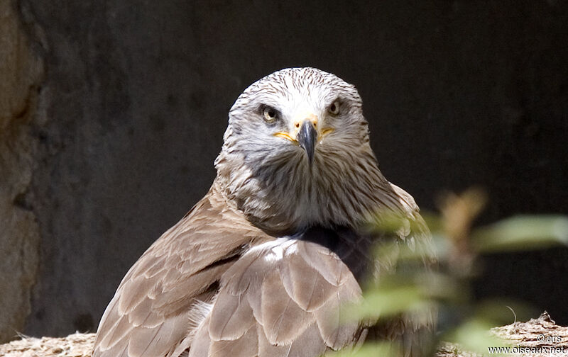 Black Kite, identification