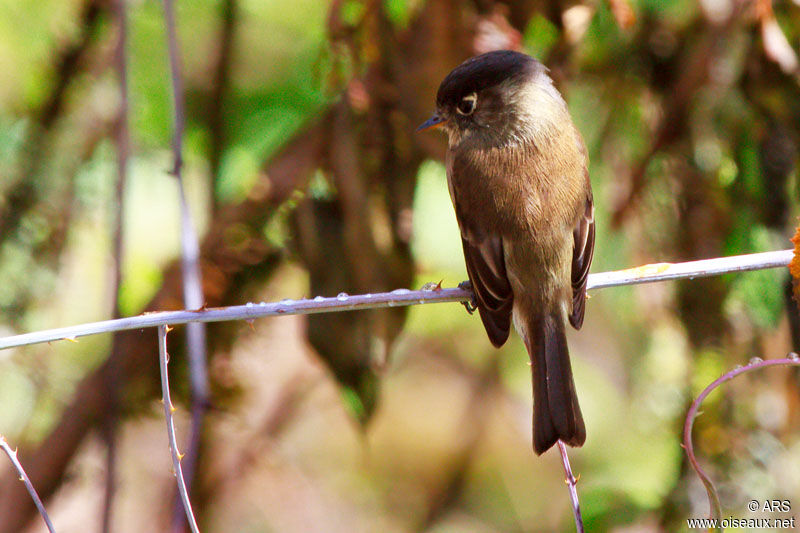 Black-capped Flycatcheradult, identification