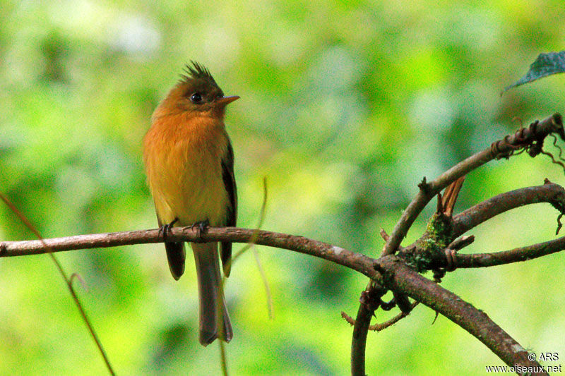 Moucherolle huppé mâle adulte, identification