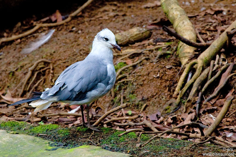 Laughing Gull, identification