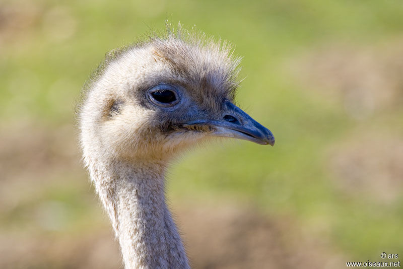 Lesser Rhea, identification