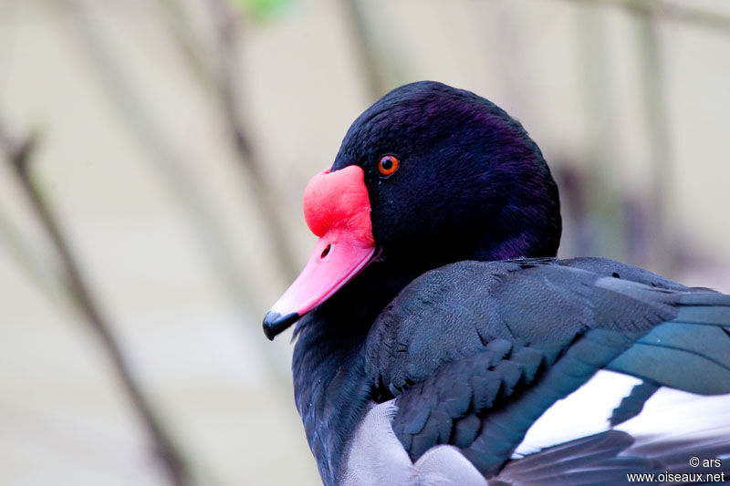 Rosy-billed Pochard, identification