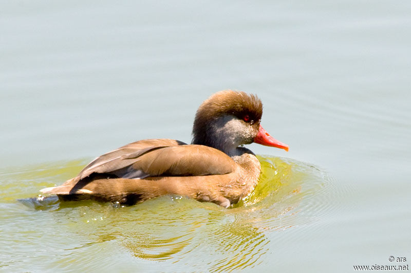 Red-crested Pochard male adult post breeding, identification