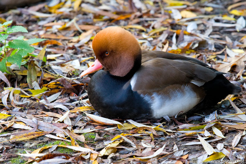 Nette rousse, identification