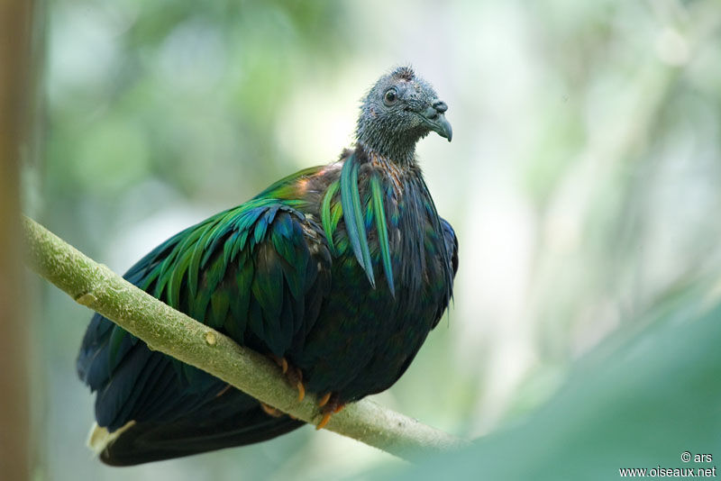 Nicobar Pigeon, identification