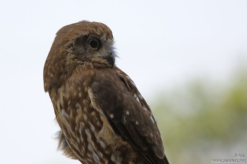 Morepork, identification