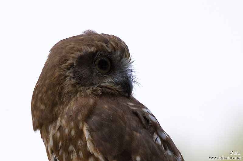 Morepork, identification