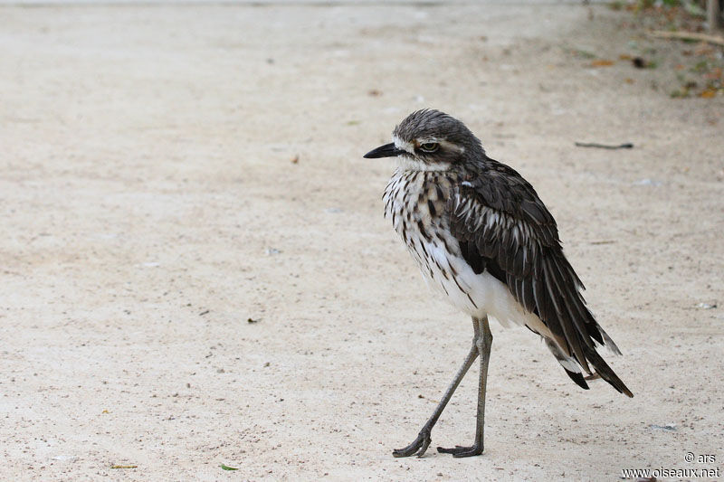 Bush Stone-curlew, identification