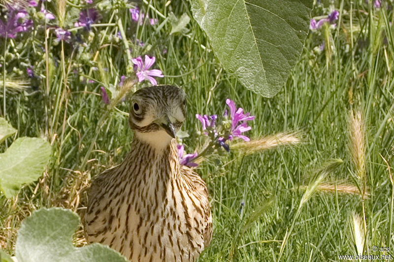 Oedicnème criard, identification