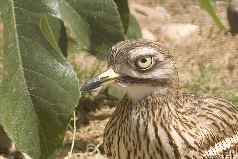 Oedicnème criard, identification