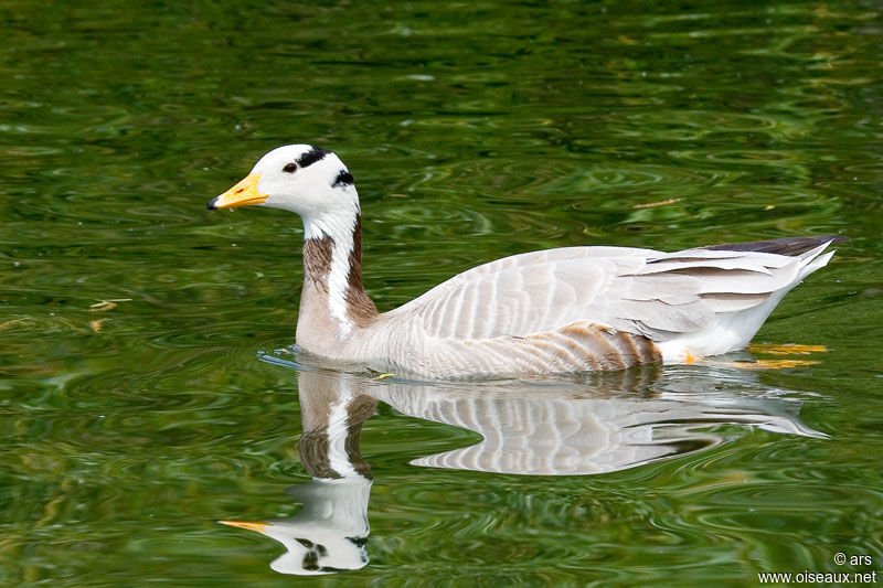 Bar-headed Goose, identification