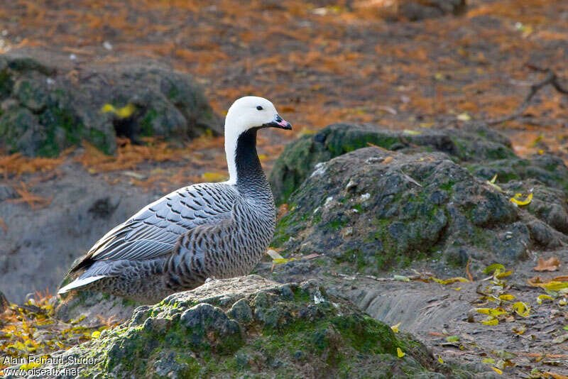 Emperor Gooseadult, identification