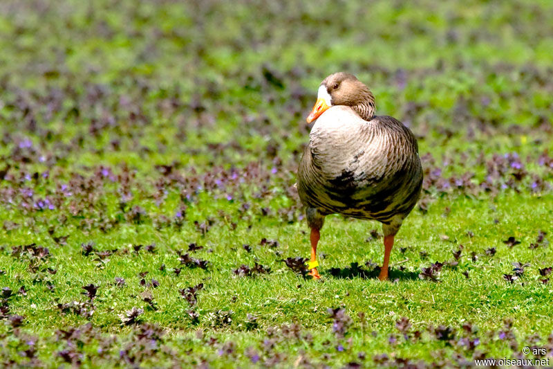 Greater White-fronted Goose, identification