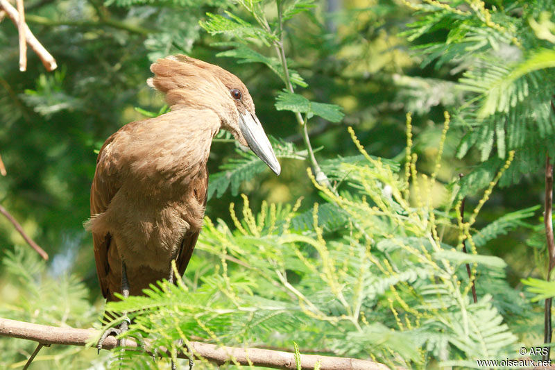 Hamerkop, identification