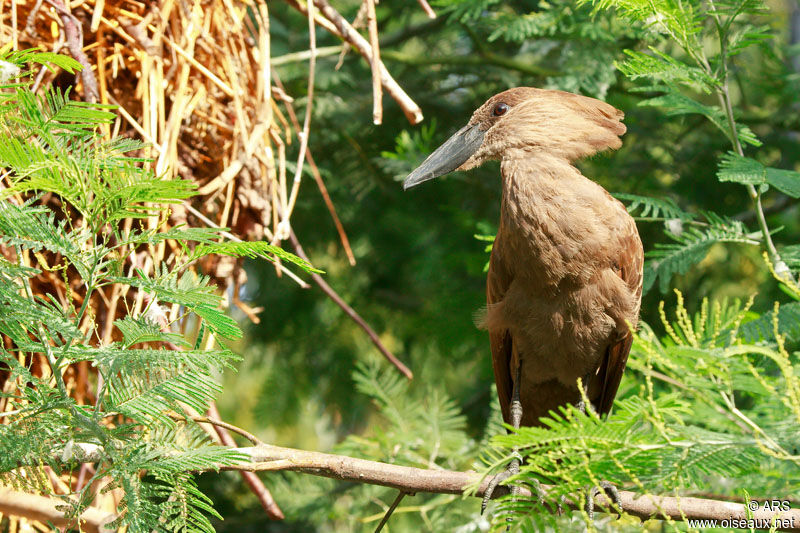 Hamerkop, identification