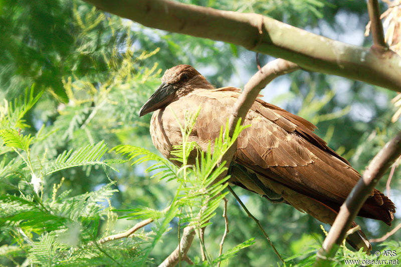 Ombrette africaine, identification