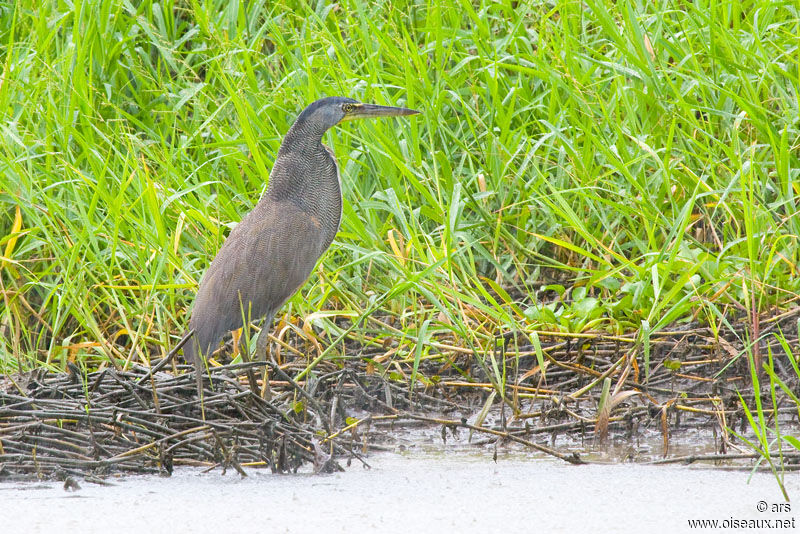 Bare-throated Tiger Heron, identification