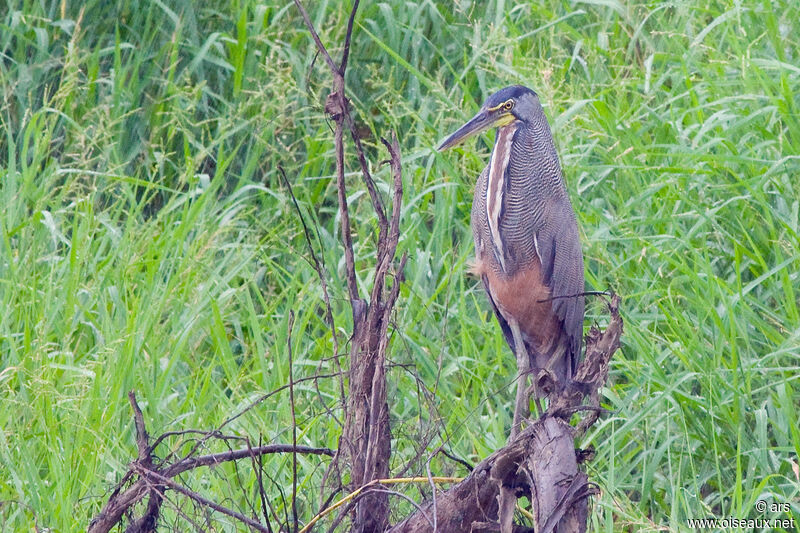 Bare-throated Tiger Heron, identification