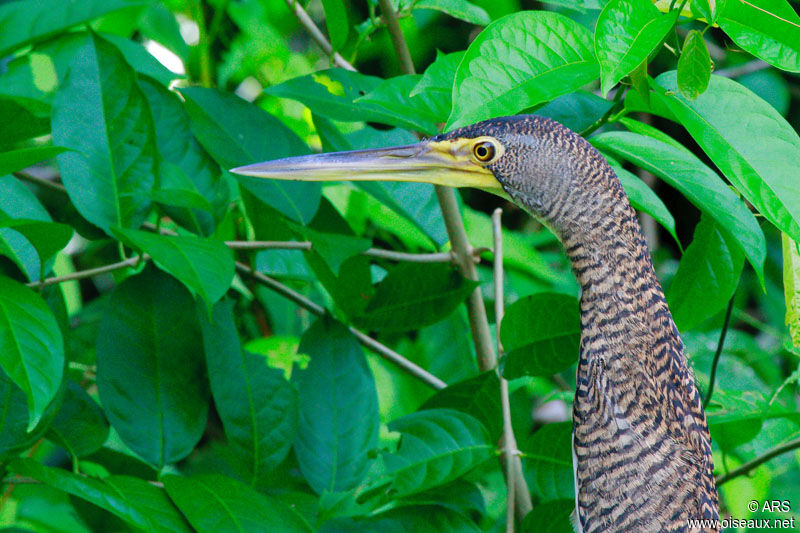 Bare-throated Tiger Heron, identification