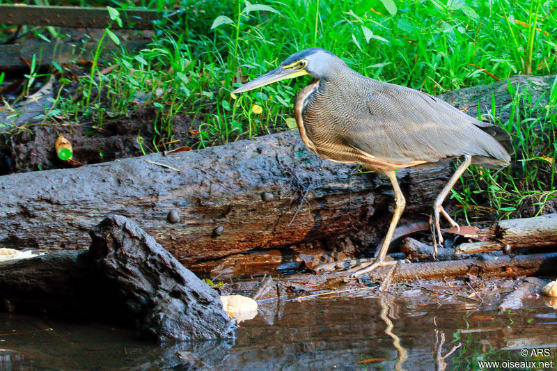 Bare-throated Tiger Heron, identification, Behaviour