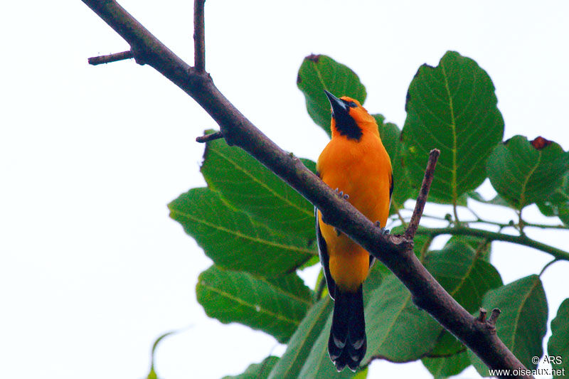 Streak-backed Oriole male, identification