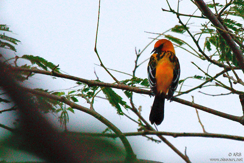 Oriole à dos rayé mâle adulte, identification